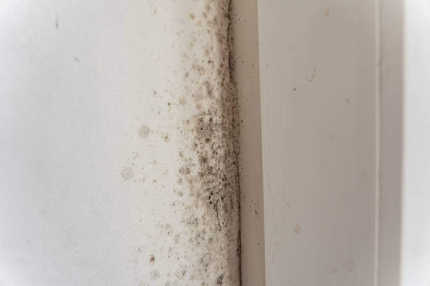 Best Black Mold Removal  in Ashland, NE